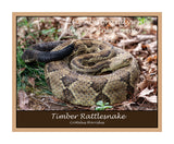poster of large timber rattlesnake with black tail and rattlers