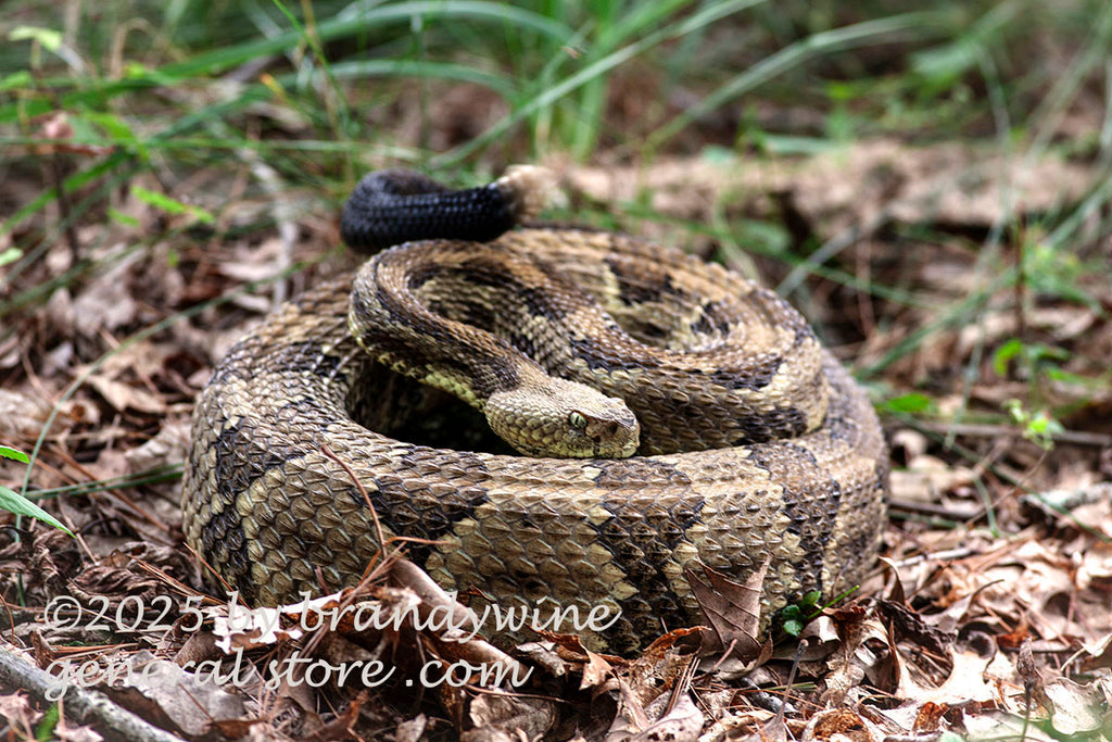 Rattlesnake Coiled and ready to Strike art print | Brandywine General Store