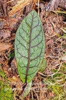 art print of single rattlesnake weed leaf on a natural forest floor