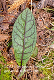 art print of single rattlesnake weed leaf on a natural forest floor