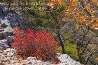 art print of red bush and yellow leaves on top of Seneca Rocks