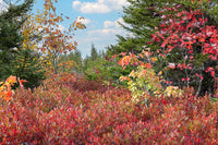 An art print of Red Huckleberry Bushes and Maples by Spruce Trees in Dolly Sods WV