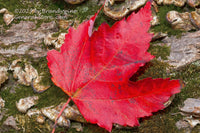 art print of a Red Leaf on a Log with Moss and Lichens