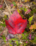 art print of red mountain maple leaf resting on low smartweed wildflower
