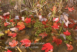 art print of red leaves and water purslane in swampy area of Spruce Knob lake