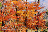art print of red maple branches pointing towards the far mountains of WV