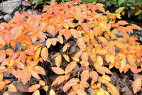 An original premium quality art print of Orange and Red Leaf Vine over Rocks