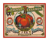 art print of antique ad for ripe red tomatoes for sale featuring a giant tomatoe with workers using ladder