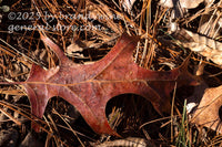 art print of a reddish brown oak leaf laying in a bed of pine needles