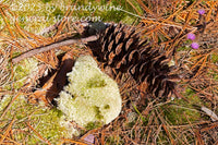 art print of a pine cone and green mosses on dried pine needles