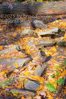 art print of rocky path to elakala falls covered with yellow leaves and log