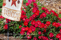 art print of miniature red roses with welcome garden flag