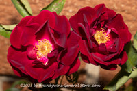 An original premium quality art print of Roses a Pair of Red Velvet Blooms
