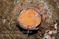 art print of limb cut off a tree with heavy sap running out