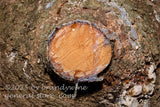 art print of limb cut off a tree with heavy sap running out