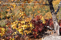 art print of Screen of Fall Colors with Rocks and Roots
