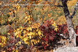 art print of Screen of Fall Colors with Rocks and Roots