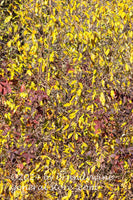 art print of Screen of Small Yellow Leaves with some Reds