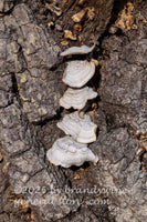 Shelf or turkey tail fungi growing up the crotch of a tree