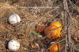 art print of deer pumpkins in the woods under skeletal tree branches