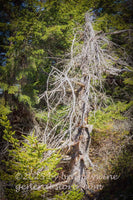 art print of dead tree with drooping branches on top of Spruce Knob mountain