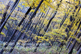 art print of slanted trees with yellow fall foliage and black bark