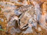 small frog shimmering under shallow water art print