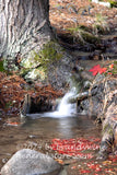 miniature waterfall going over tree roots with fall leaves