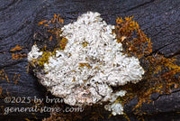 art print of Smooth Axil-bristle lichen on a blackened log