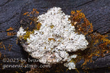 art print of Smooth Axil-bristle lichen on a blackened log