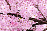 art print of solid mat of pink weeping cherry blooms with intersecting branch