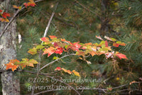 art print of sparse autumn maple branch with red and green in front of pine thicket