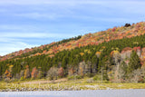 art print of knoll with green spruce trees encircling autumn colored trees