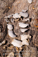 art print of a group of white fuzzy fungi on a fallen oak log stereum fasciatum variety