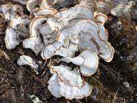 Stereum Lobatum Fungi with Twin Brown Stripes on oak log art print