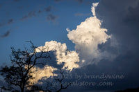 art print of storm and sun clouds mixed over a skeletal tree