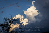 art print of storm and sun clouds mixed over a skeletal tree