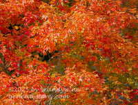 art print of red maple leaves glistening in bright sunshine