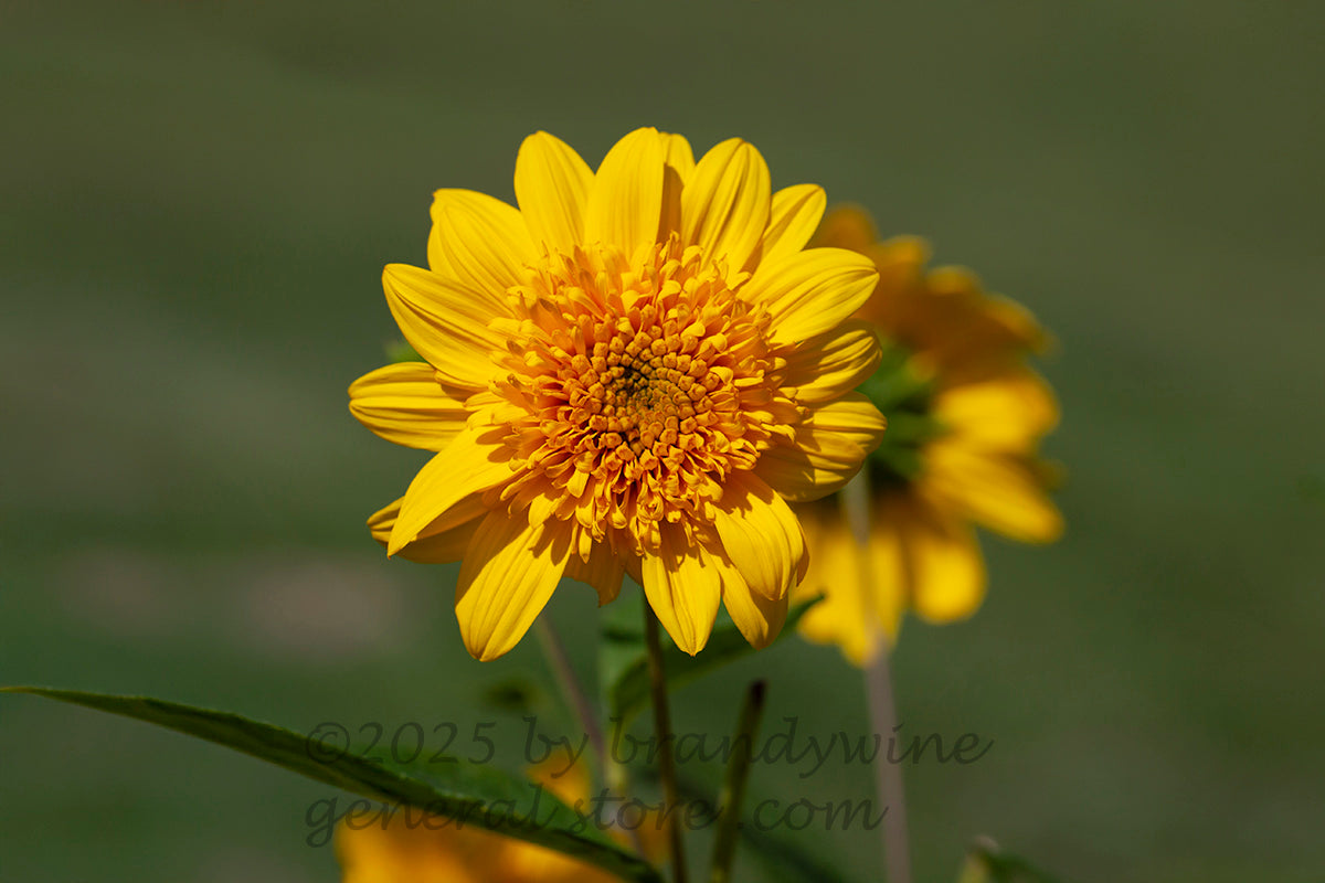 art print of sunflower bloom in bright sunshine with green background