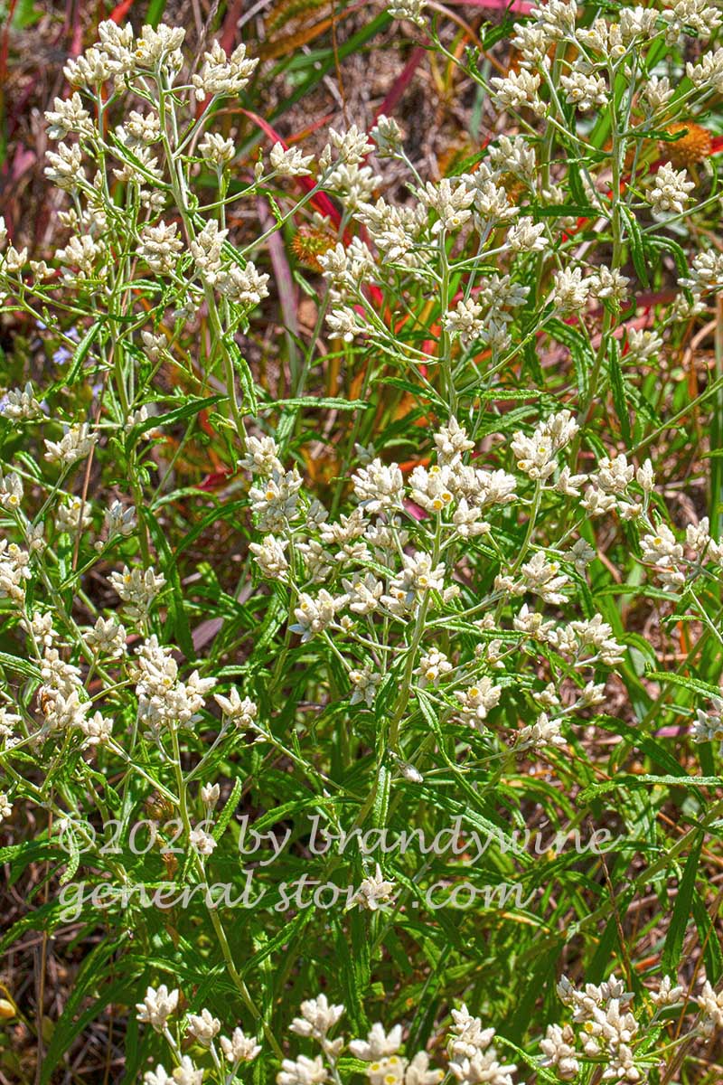 art print of sweet everlasting wildflower with red grass in background