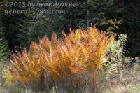 art print of autumn gold and brown ferns in front of dark spruce forest