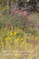 art print of tall wildflowers growing on a bank including goldenrod and trumpetweed