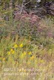 art print of tall wildflowers growing on a bank including goldenrod and trumpetweed