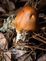 art print of tawny grisette toadstool having a rough day