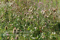 art print of teasel and canadian thistles blooming wild