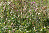 art print of teasel and canadian thistles blooming wild