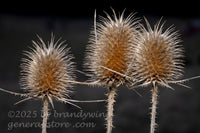 art print of three teasel heads with a glow from the setting sun