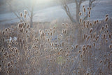 art print of teasel in a heavy cold frost fog with morning sun