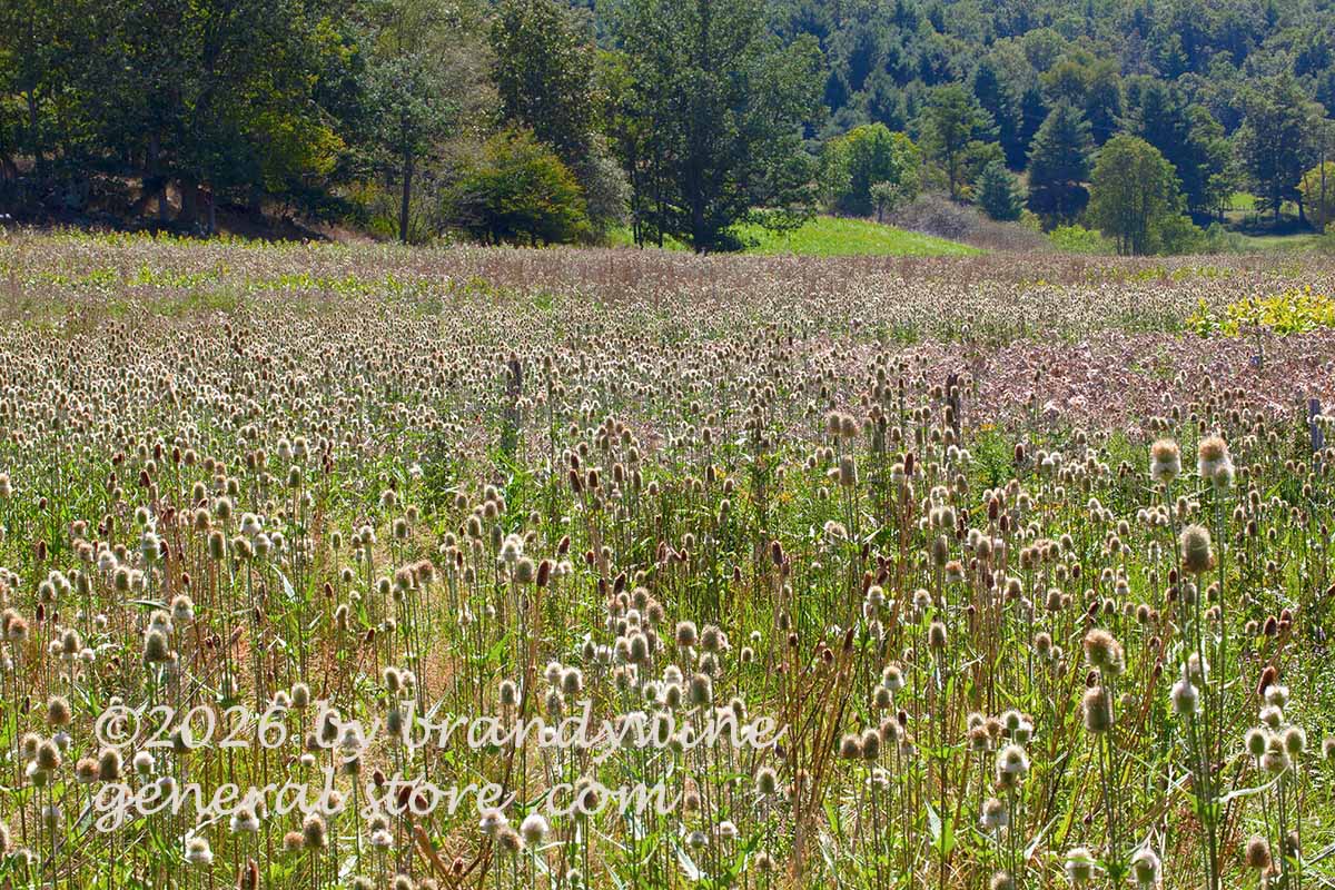 art print of teasel filling a wetland valley field
