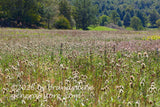 art print of teasel filling a wetland valley field